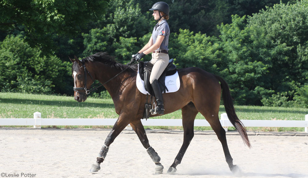 Dressage Schooling