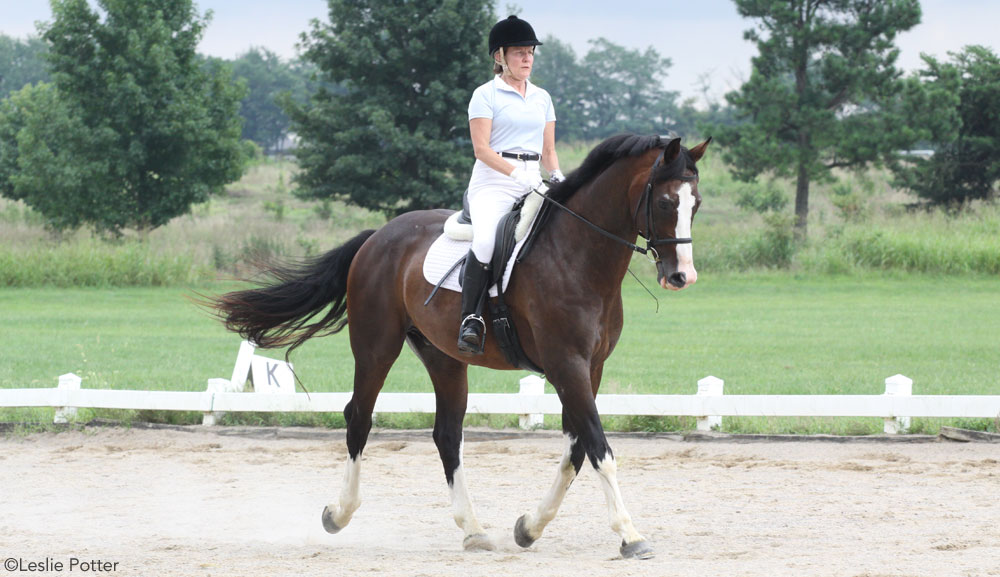 Dressage Trot