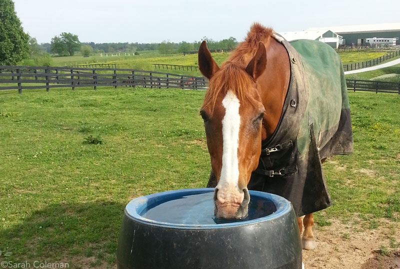 Horse Drinking Water