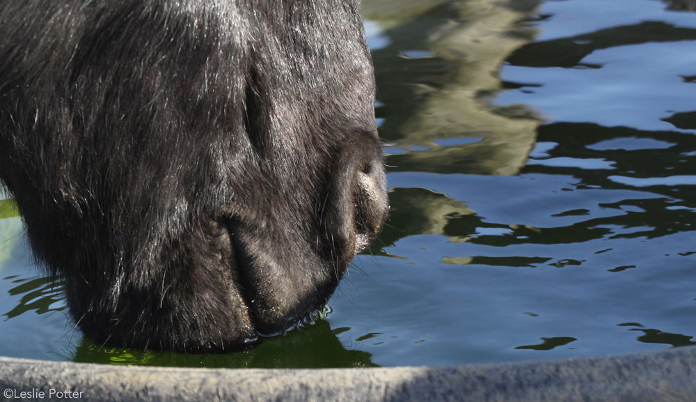 Drinking Water