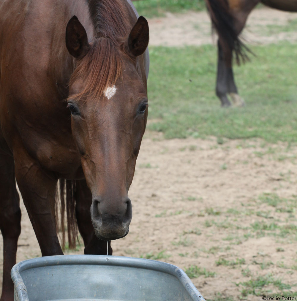 A horse drinking water. Keeping a horse hydrated is actually an important part of feeding horses.