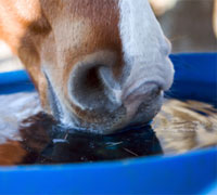 Horse drinking water