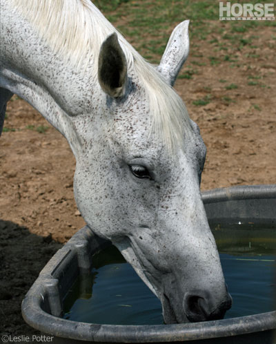 Horse drinking water