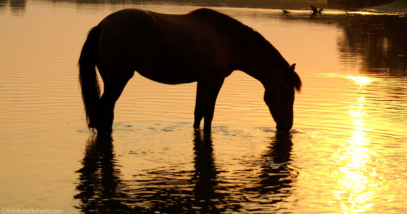 Horse in Water