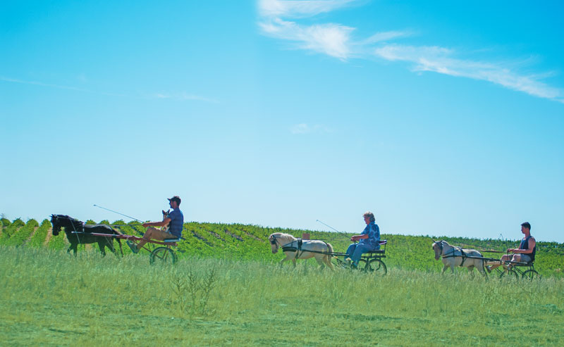 Driving Mini Horses