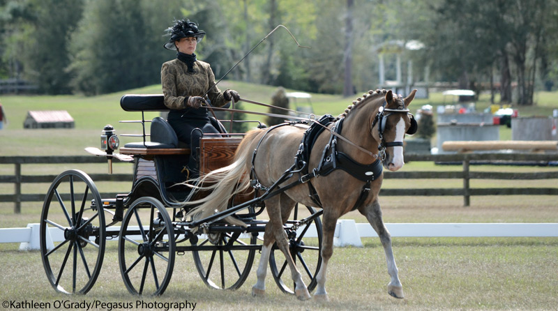 Welsh Pony