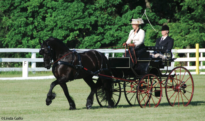 Friesian Friesian