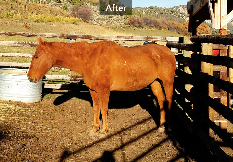 Duke After Duke After