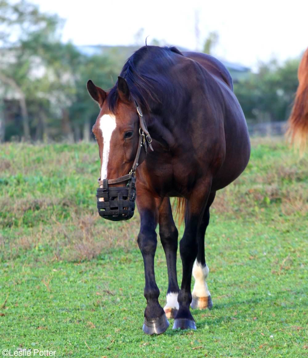 Grazing Muzzle