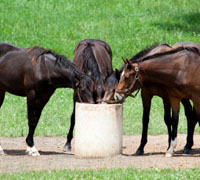 Extreme Makeover: Home Edition recieved donations of horse feed from Purina