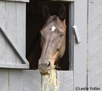 Horse eating hay