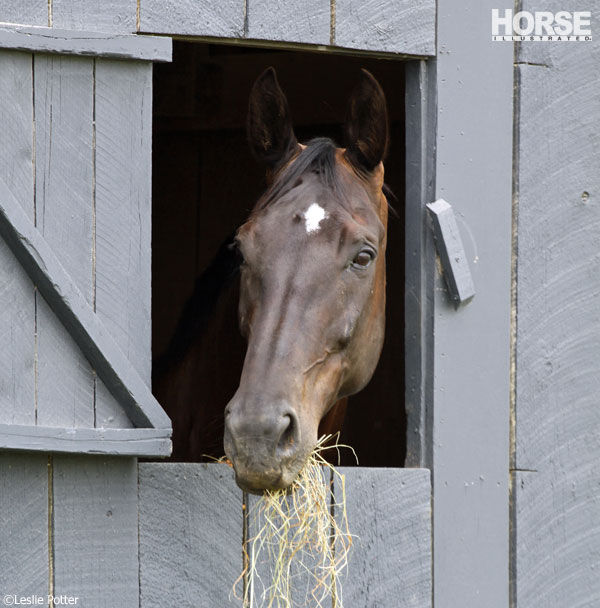 Horse Eating Hay