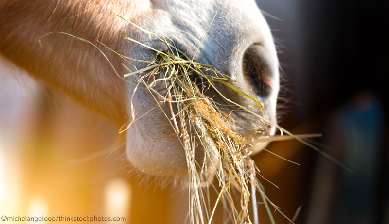 Eating Hay