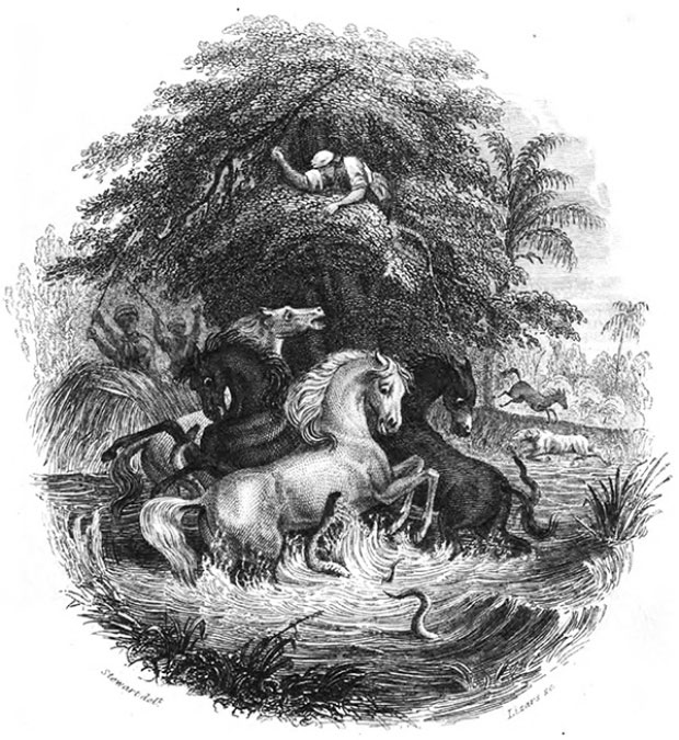 Eels attacking horses