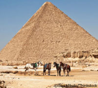 Horses in Egypt