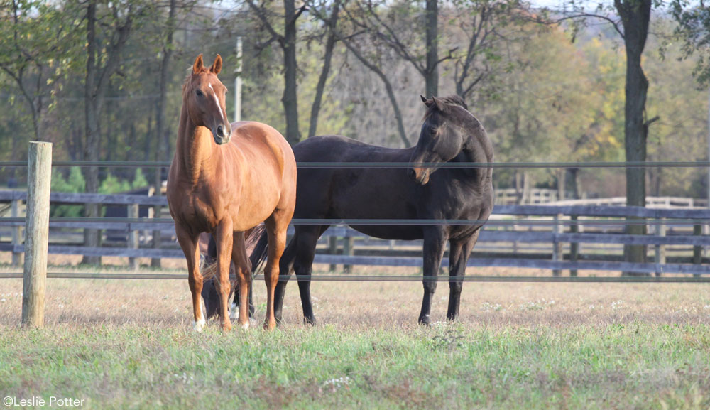 Electric Tape Horse Fencing