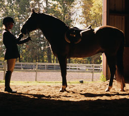 Horse and Rider