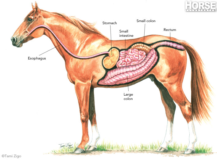 Horse Digestive System