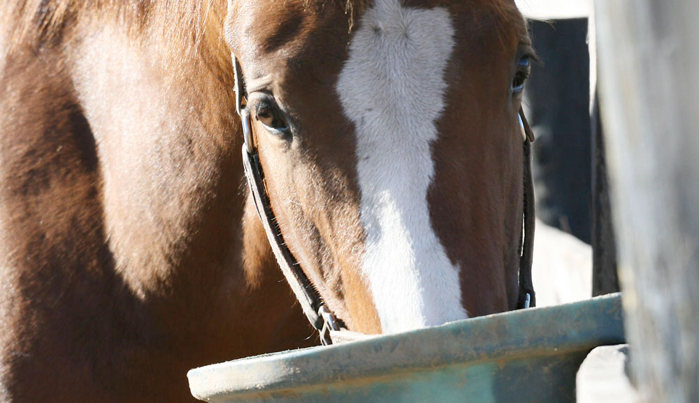 Horse Eating Grain