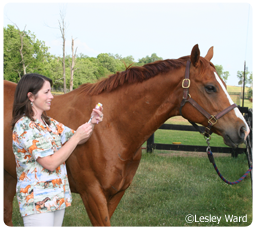 Equine Vet