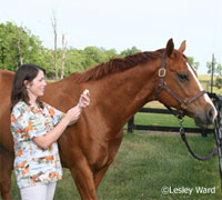 Equine Vet