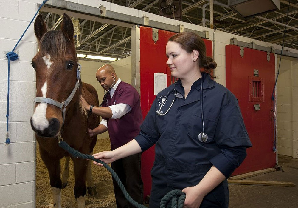 Veterinarians handling a horse in an equine hospital