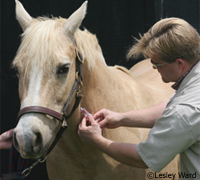 Horse vaccination