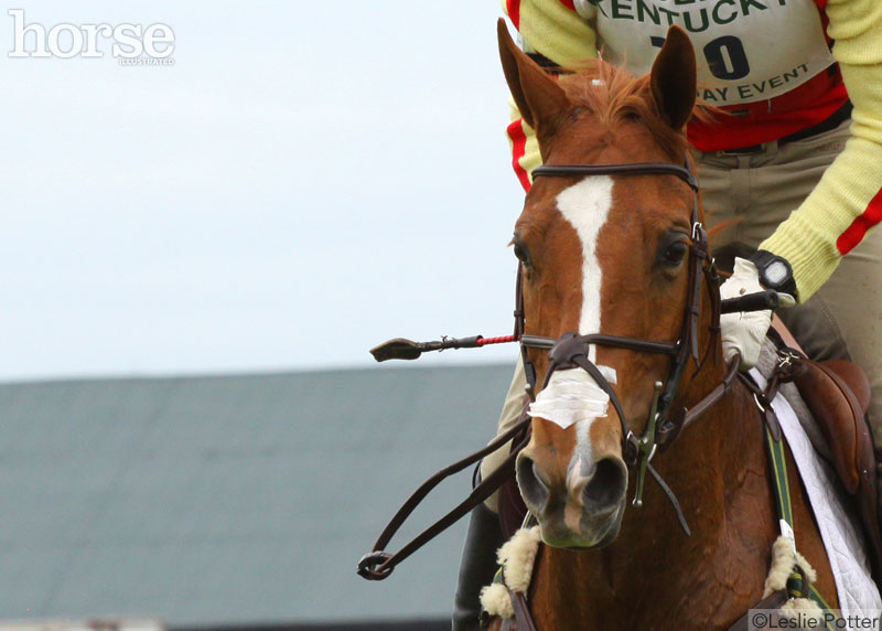 horse breathing