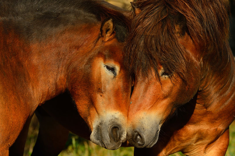 Exmoor Ponies