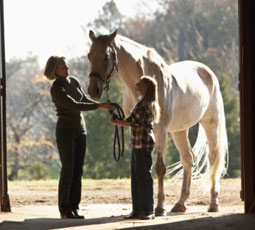 Family Horse