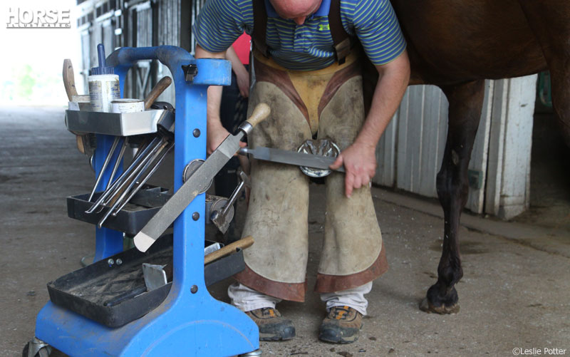 Farrier Rasp