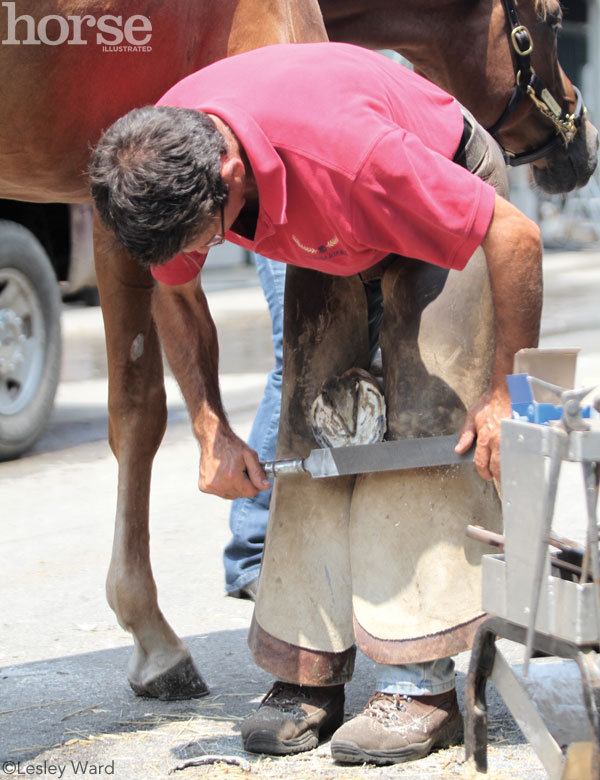 Farrier Rasping a Hoof