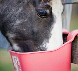 Horse eating grain