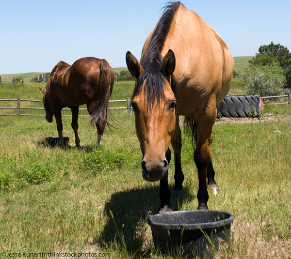 Horse Eating Grain