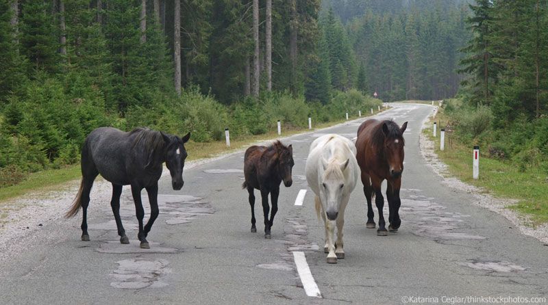 Feral Horses