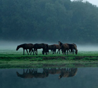 Horses in mist
