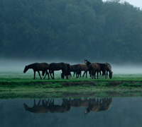 The 2010 Kentucky International Equine Summit is being held in Lexington