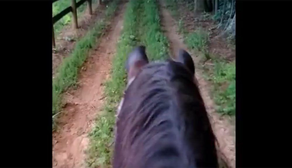 Trail Ride Fireflies