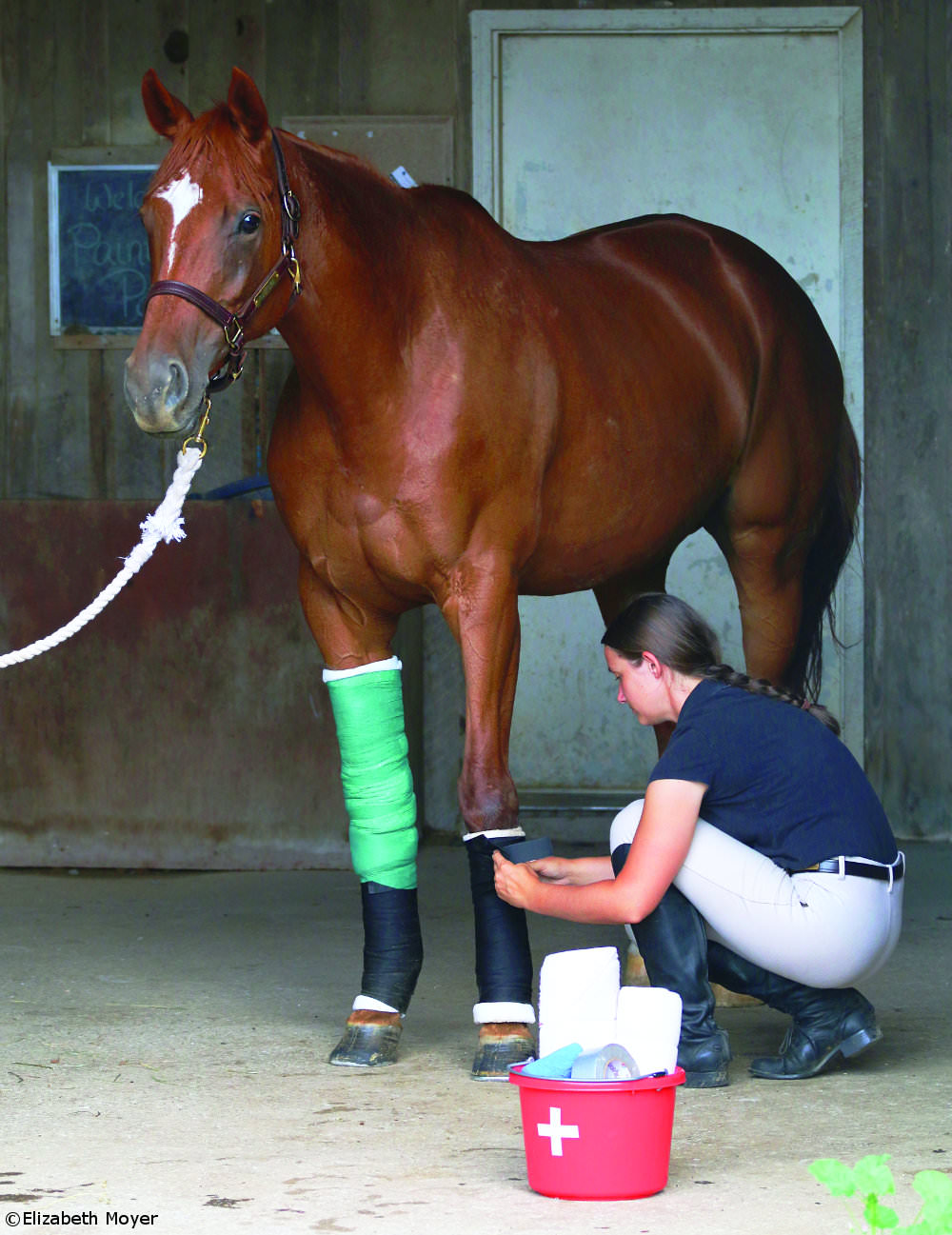 Wrapping a horse's leg