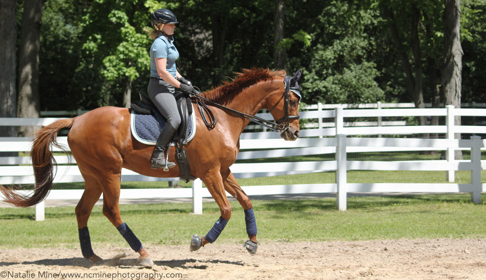 Fitbit for Equestrians