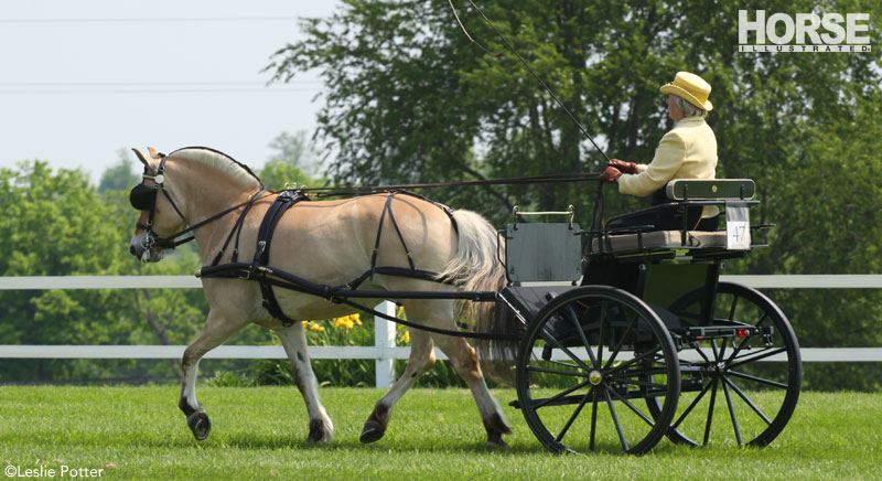 Fjord Horse