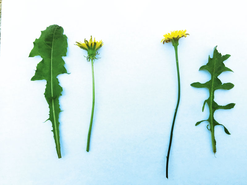 Identify flatweed and dandelion