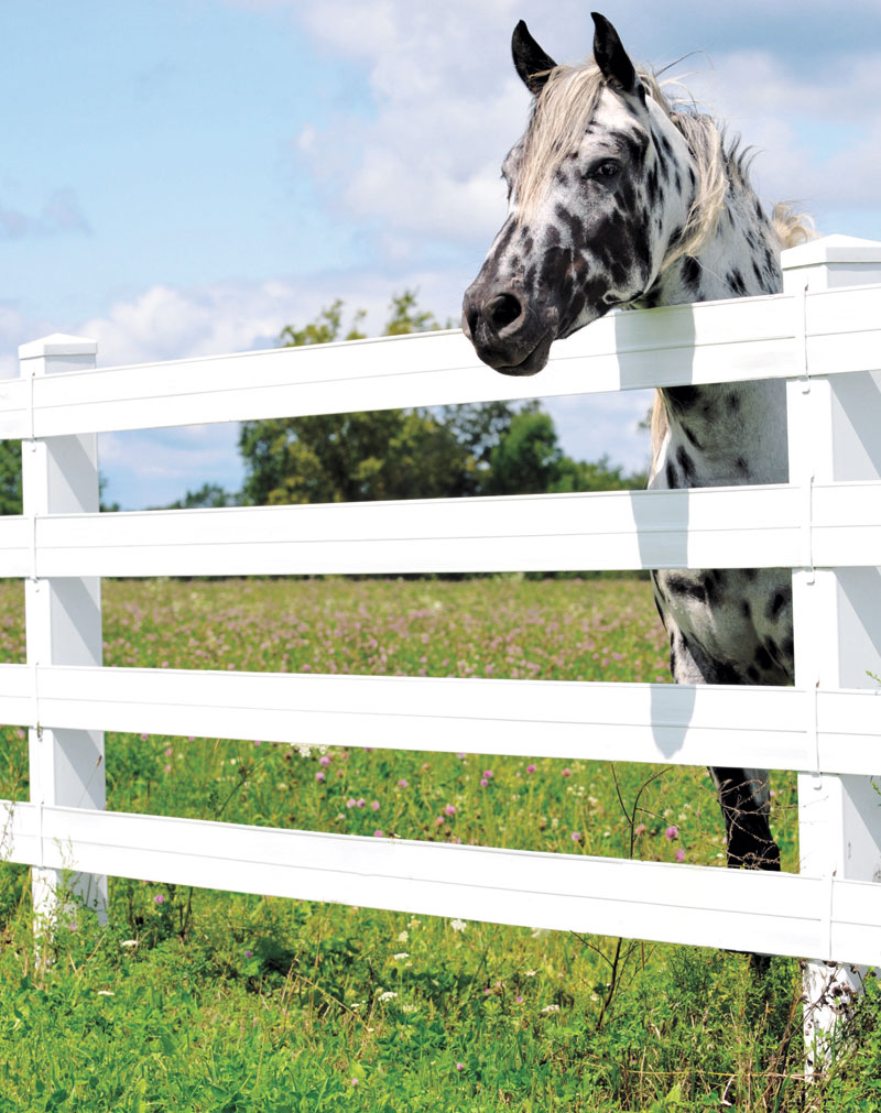 Flex Rail Fencing