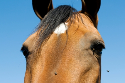 Flies on a horse Flies on a horse