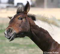 Horse bothered by bugs