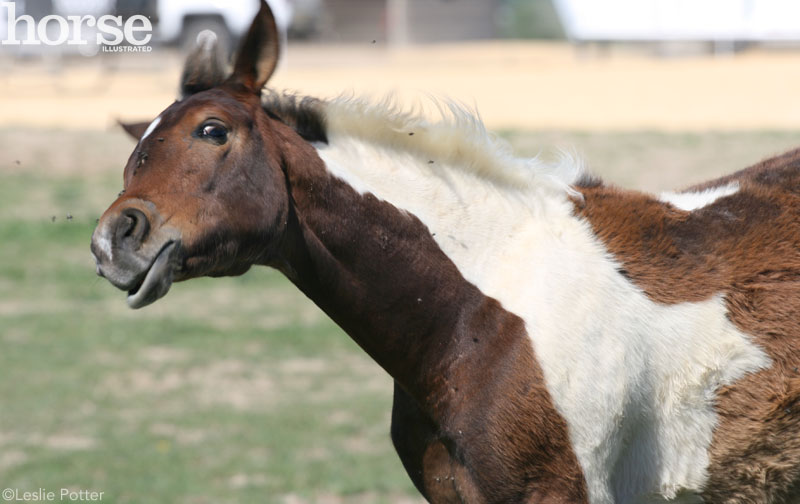 Flies on a horse