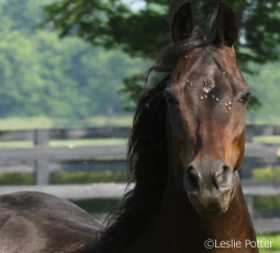 Horse and flies