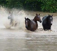 Horses in the Queensland, Australia flood