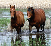 Horses in a flood