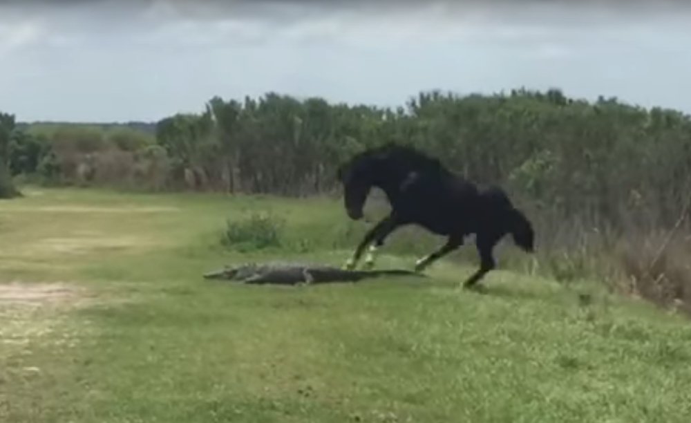 Horse and Alligator